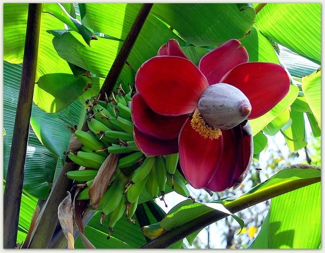 La fleur de bananier, l’amie des femmes La fleur de bananier, l’amie des femmes