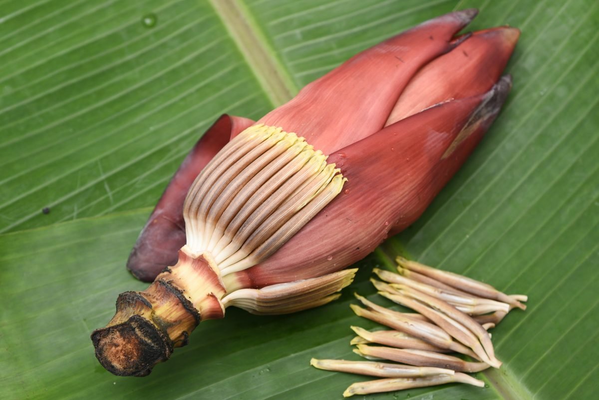 La fleur de bananier, l