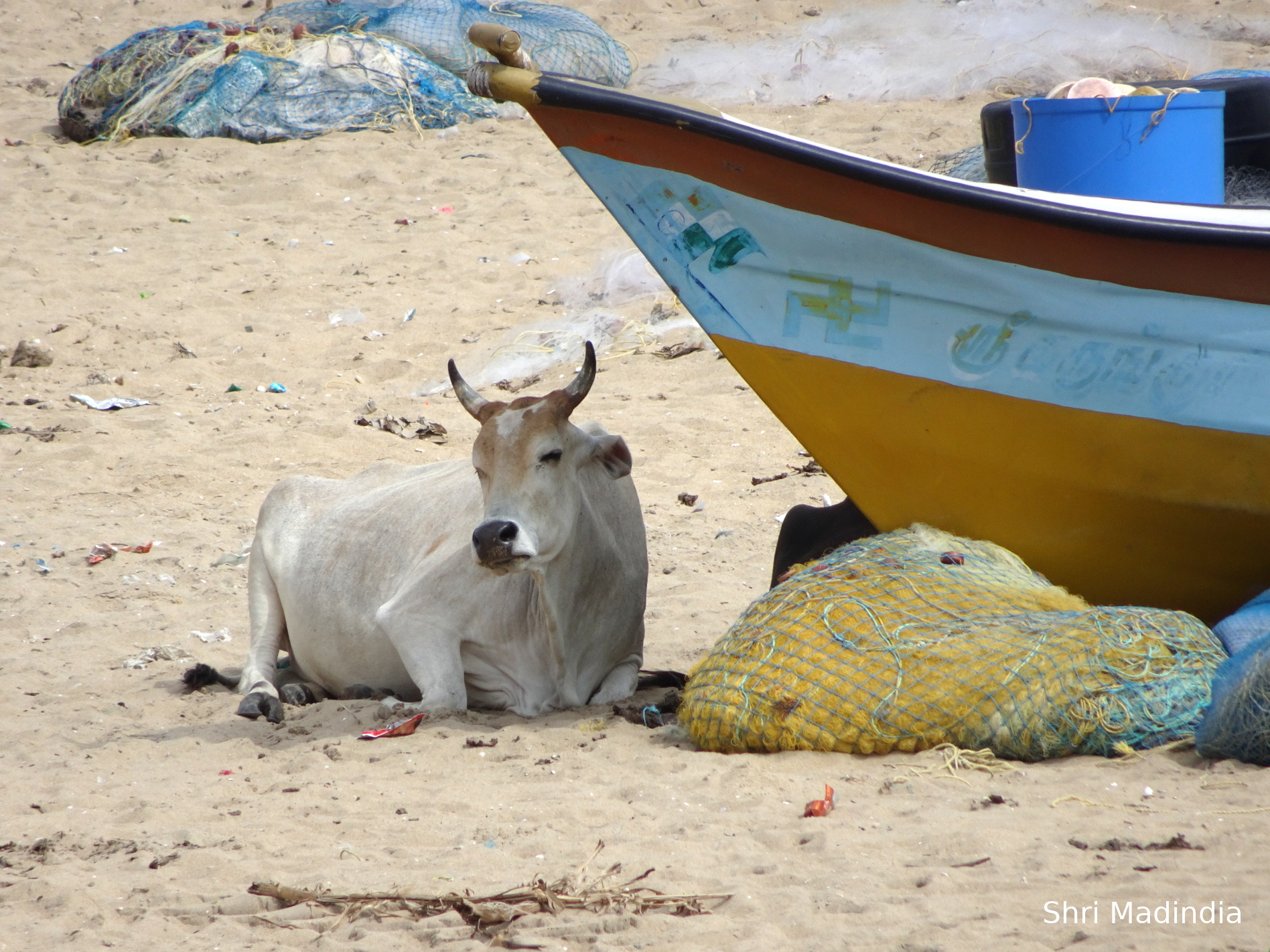 vache sur la plage de mamallapuram