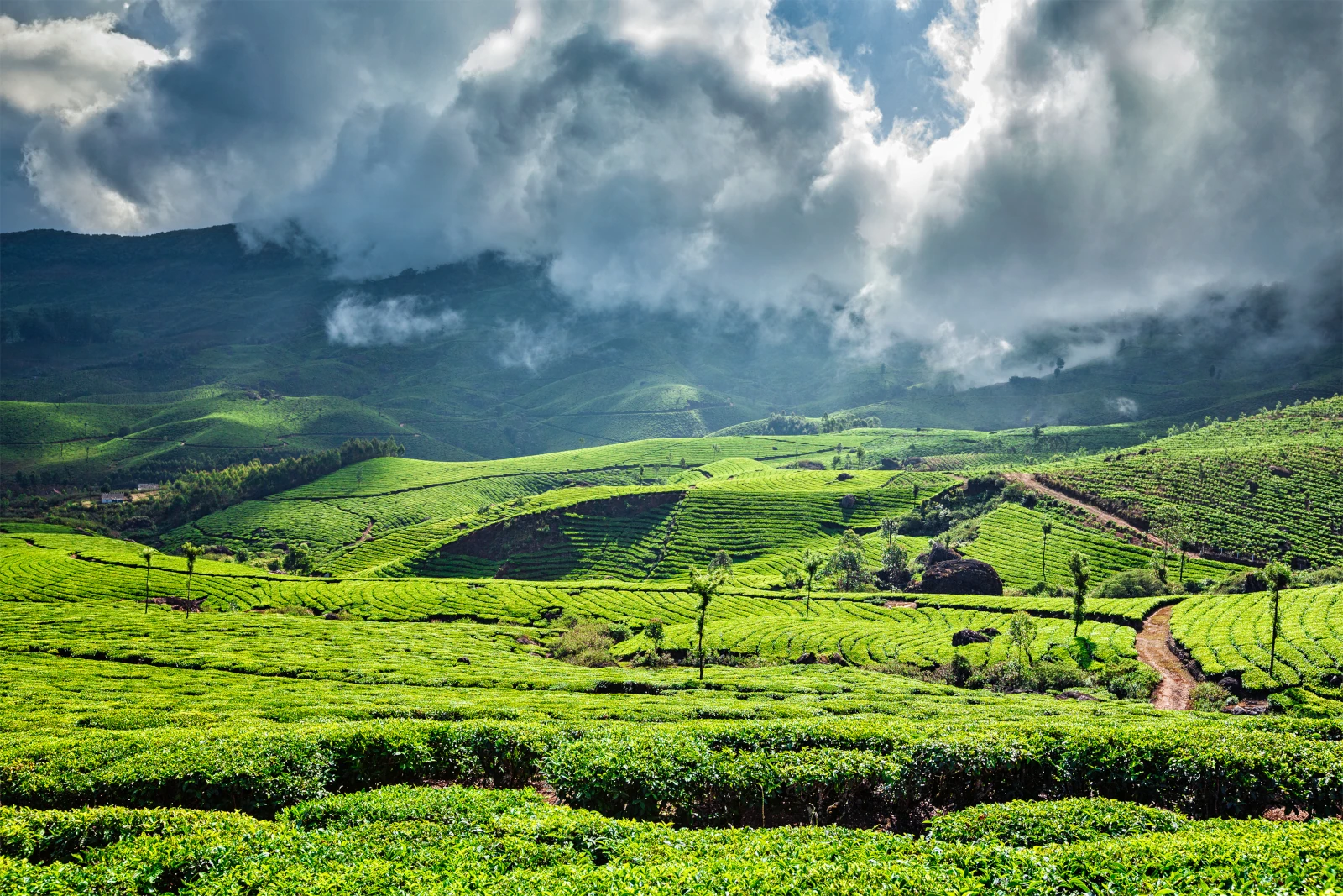 quelle période pour visiter les plantations de thé dans le sud de l'inde